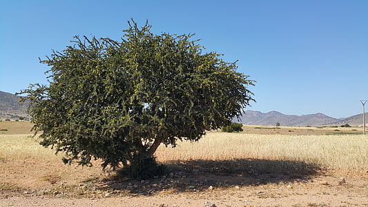 tree near mountain