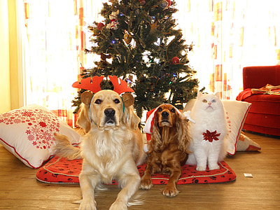 adult golden retriever, brown English cocker and white cat near christmas tree