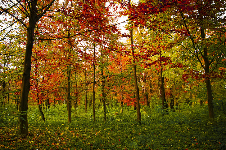 red leafed trees