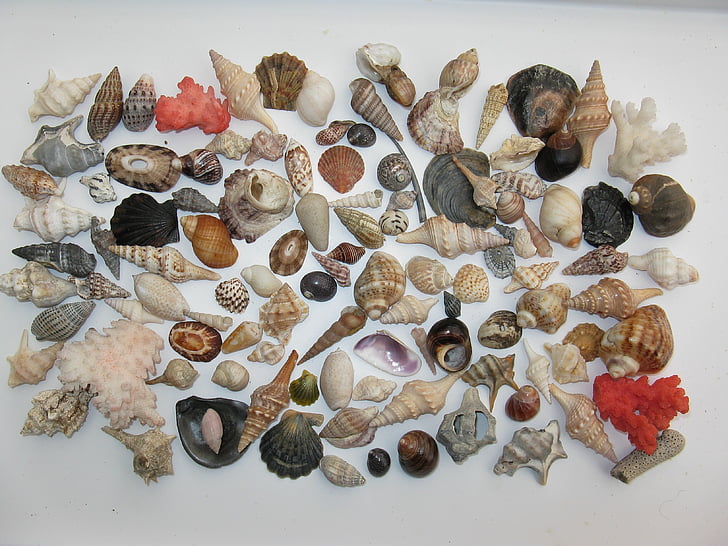 assorted-color sea shells on white wood plank