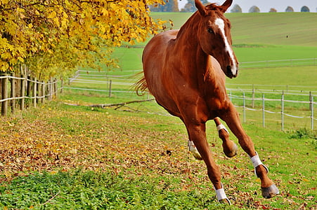 brown horse on green grass field during daytime