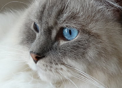 closeup of blue-eyed white and gray cat