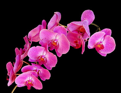 pink petaled orchid flower
