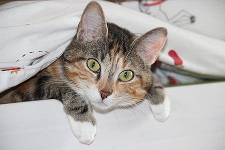 brown tabby cat on white blanket