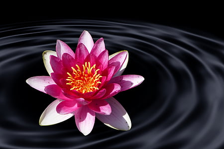 white and pink flower illustration on water