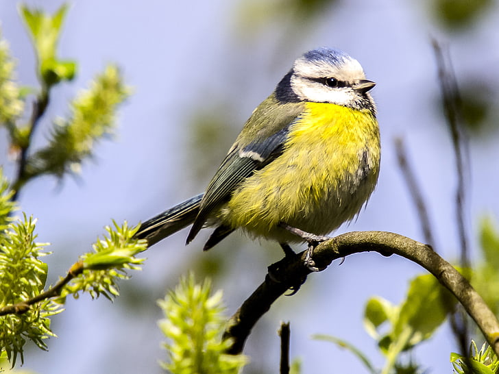 yellow tit bird