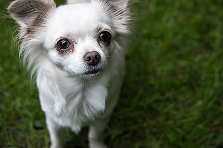 adult long-coated white Chihuahua