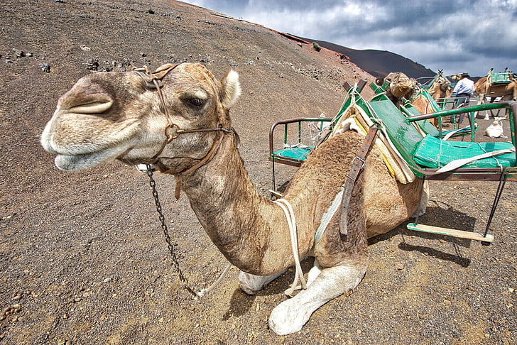 camel lying on sand