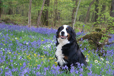 adult black, white, and tan Bernese mountain dog sitting on grass field during daytime