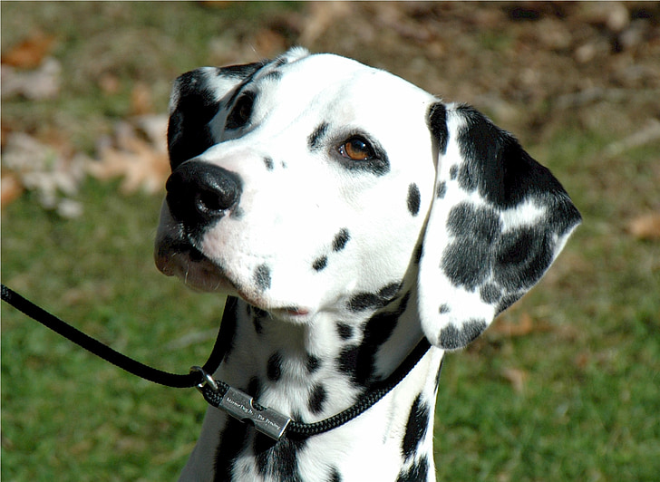 adult black and white Dalmatian