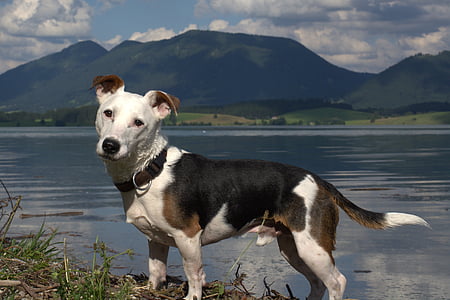 black, brown, and white dog standing near body of water