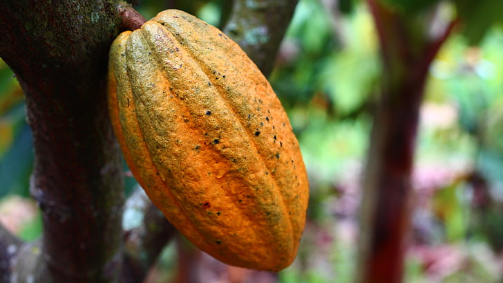 selective focus photograph of cacao fruit