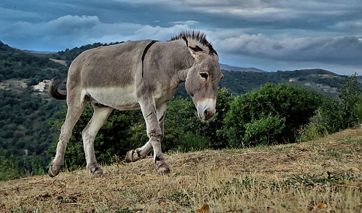 gray donkey on green field