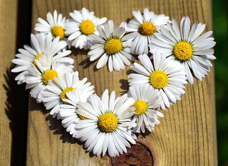 heart arranged daisy flower