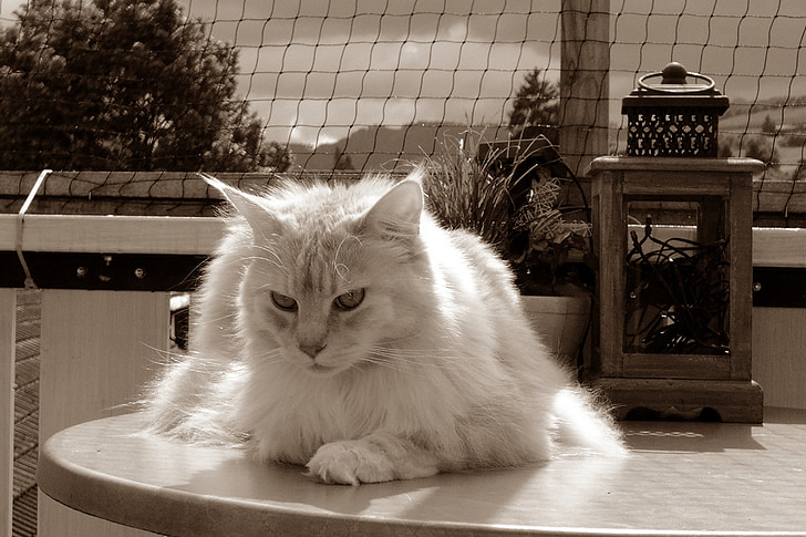 selective color photo of white cat on table