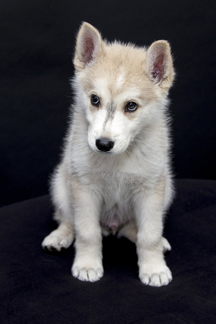 short-coated white and gray puppy