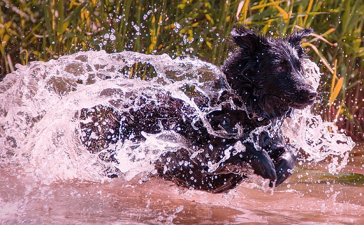 adult black Labrador retriever in body of water