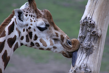 shallow focus photography of giraffe licking the tree during daytime