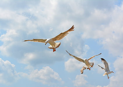 low angle photography of white gulls flying under white clouds during daytime