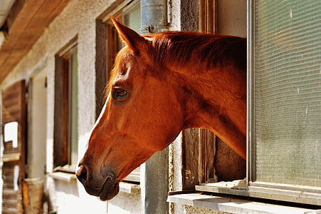 brown horse putting head out of window