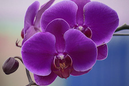 violet flower