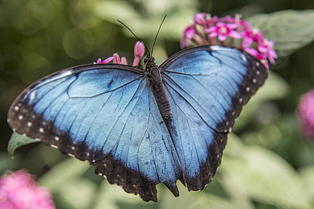 selective focus photography of morpho butterfly perched on pink petaled flower