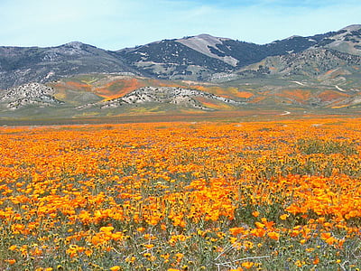 California poppy flower field