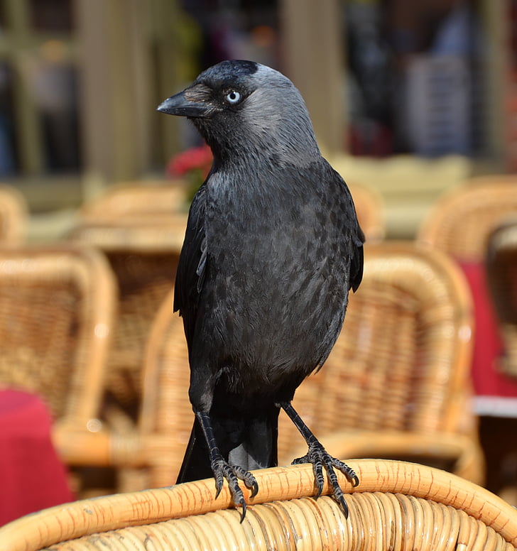 selective focus of crow on wicker chair backrest