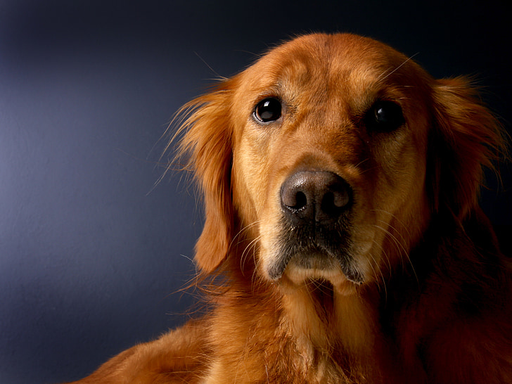 closeup photo of short-coated brown dog