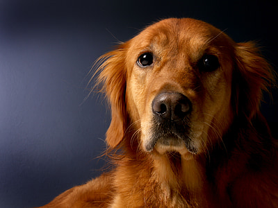 closeup photo of short-coated brown dog