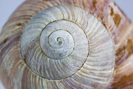 shallow focus photo of seashell