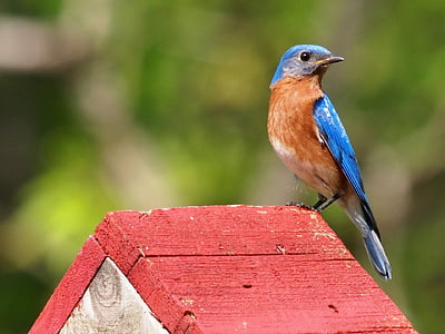 blue and brown bird on red and white wooden bird's house
