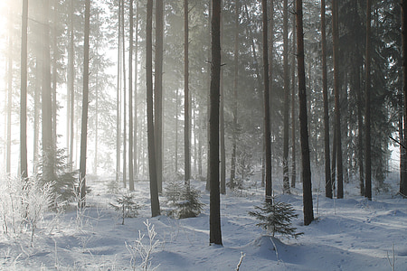 snow covered forest during daytime