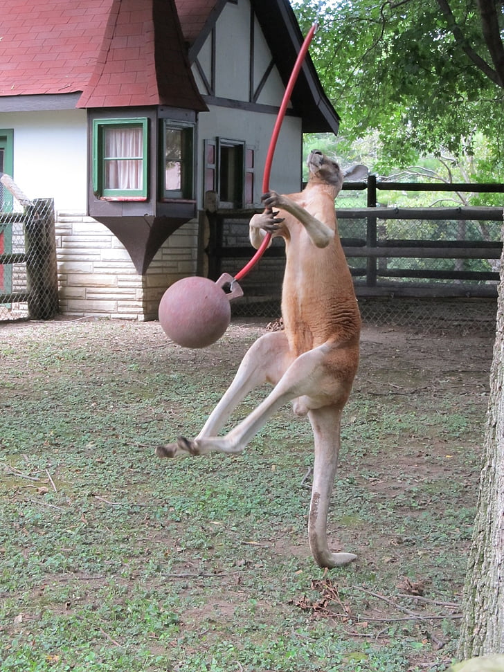kangaroo playing ball near house