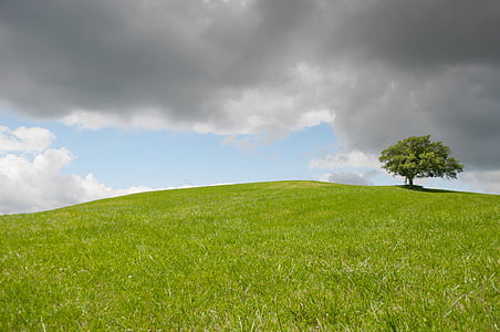 green tree on green grass at daytime