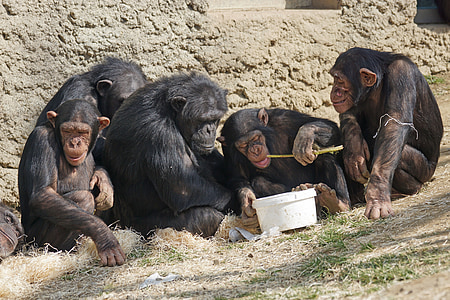 five black monkeys sitting near wall during daytime