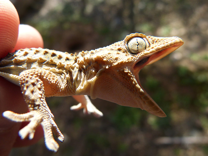 selective focus photography of person holding brown gecko
