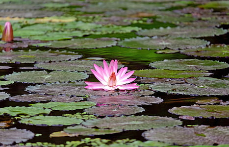 pink water lily surrounded by green plants on body of water