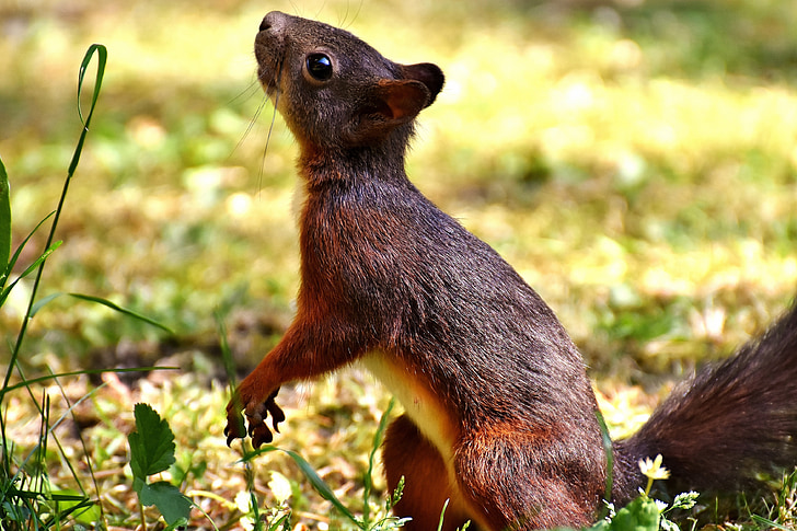 brown squirrel on ground