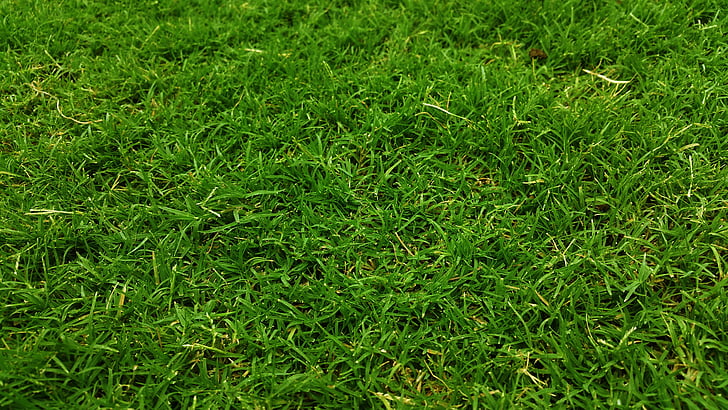 selective focus of green grasses