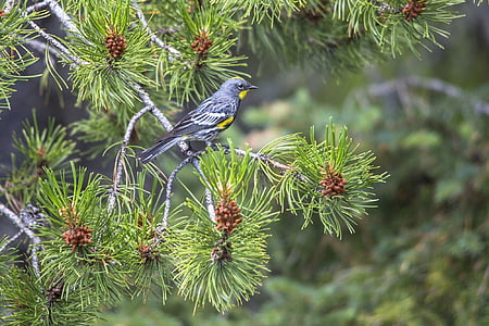 bird perched on tree