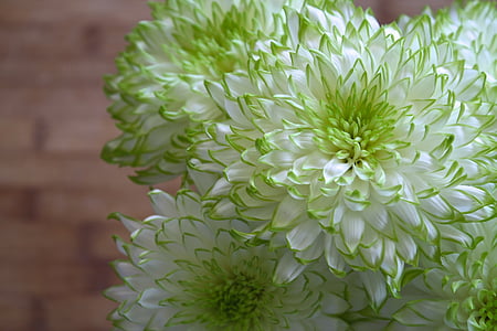 close-up photography of white-and-green petaled flowers