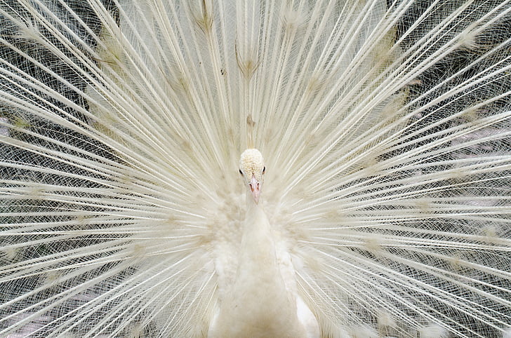 close-up photography white peacock
