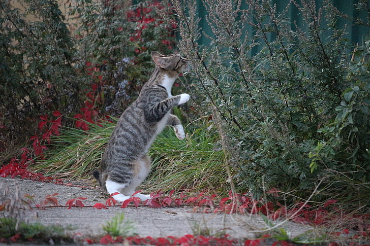 tabby kitten sniffing plant