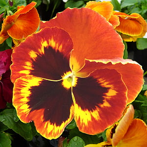 red and yellow pansy flower in close up photography