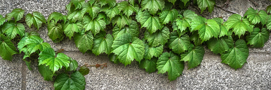 green leaf plant on gray pavement