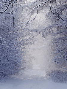 snow covered pathway between snow covered trees