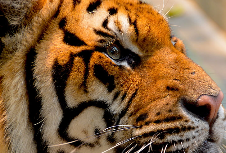 wildlife photography of Bengal tiger