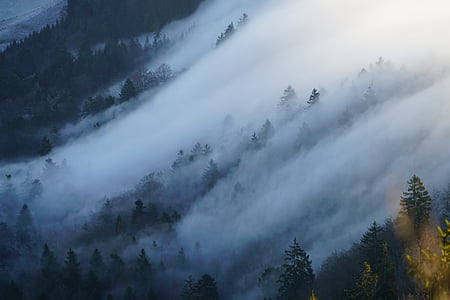 fog clouds surrounded by pine trees