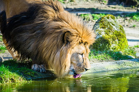 lion drinking water on river